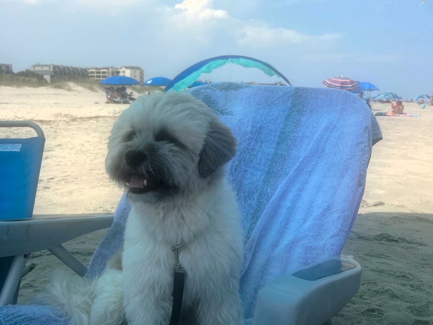 dog sitting on a chair by the beach shore 